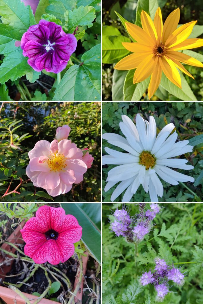 Collage von Blüten auf dem Gelände der Werkstattkirche